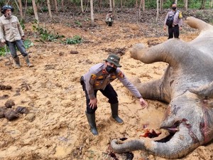 Gajah Mati di Bengkalis Sedang Hamil dan Akan Melahirkan