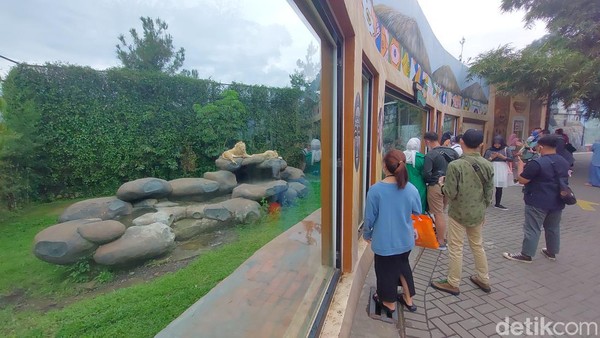 Lembang Park and Zoo buka setiap hari. Senin-Jumat mulai pukul 09.00-17.00 WIB, sedangkan Sabtu-Minggu pukul 08.00-18.00 WIB. (Whisnu Pradana/detikJabar)