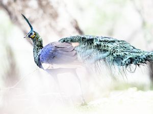 Pesona Merak Hijau, Si Cantik yang Terancam Punah Gegara Perburuan