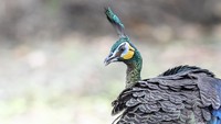 Ada sejumlah spesies merak yang ada di dunia, di antaranya Merak India (Pavo cristatus), Merak Kongo (Afropavo congensis), serta Merak Hijau (Pavo Muticus). Di Indonesia, khususnya pulau Jawa merak hijau biasanya ditemukan di dataran rendah hingga tempat-tempat uang tinggi.