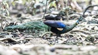 Untuk diketahui, Uni Internasional untuk Konservasi Alam (IUCN) mengklasifikasikan spesies merak hijau ke dalam kategori genting (endangered). 