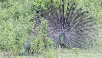 Seekor burung merak hijau Jawa (Pavo muticus linnaeus) liar mengembangkan ekornya untuk menarik perhatian lawan jenis di kawasan Taman Nasional Ujung Kulon, Pandeglang, Banten, Rabu (25/5/2022).