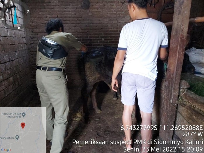 Petugas dari Dintanpan Rembang mengecek kondisi sapi yang terjangkit PMK di Desa Sidomulyo, Kaliori, Senin (21/5/2022) sore.