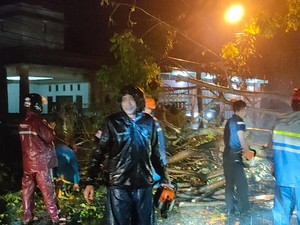 Hujan Lebat-Angin Kencang di Parepare, 3 Pohon Tumbang Tutup Jalan