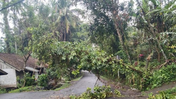 Pohon wani yang tumbang timpa kabel di Bebandem, Karangasem, Bali, Kamis (26/5).