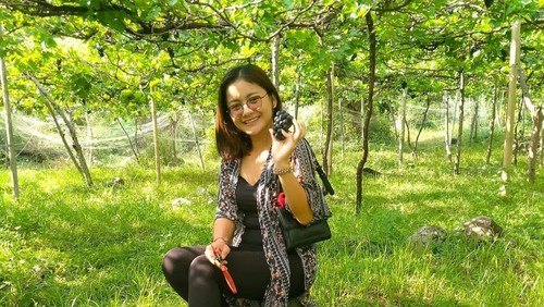 Salah satu pengunjung saat memetik buah anggur di wisata kebun anggur Bunutan, Karangasem, Bali.