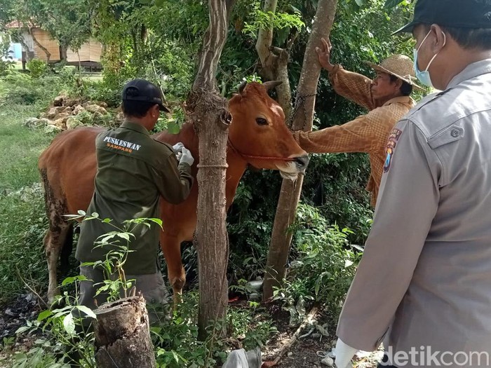 sapi pmk
