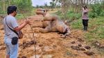 So Sad... Gajah di Riau Ini Mati Dalam Kondisi Hamil