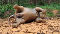Diketahui gajah betina berusia sekitar 25 tahun itu sedang mengandung dan akan segera melahirkan anaknya.