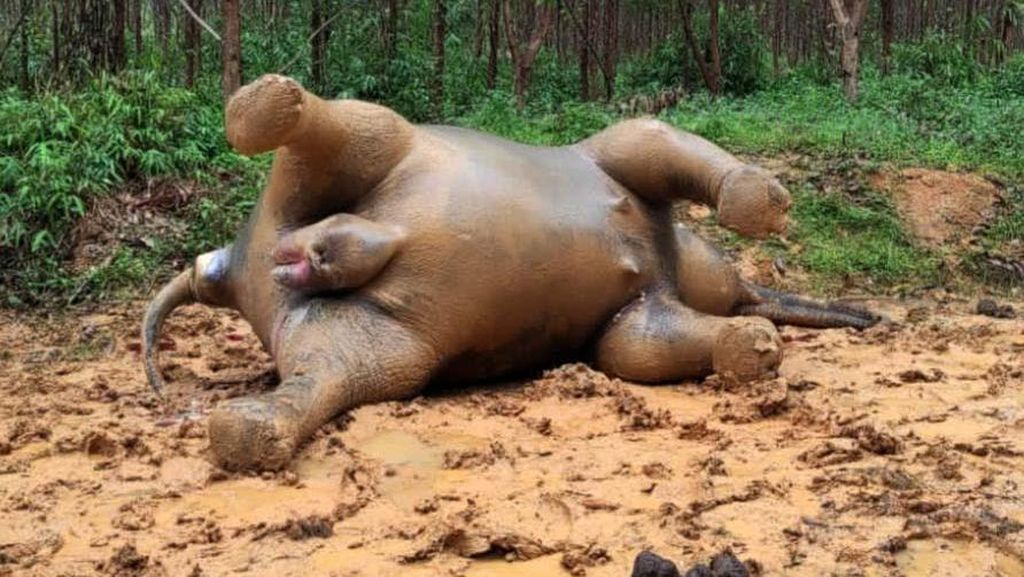 So Sad... Gajah di Riau Ini Mati Dalam Kondisi Hamil
