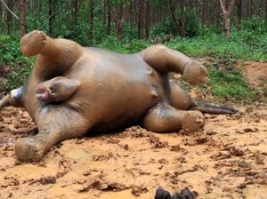 Gajah Hamil Mati-Muncul Usulan Raperda Janda di Banyuwangi