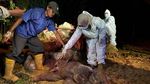 So Sad... Gajah di Riau Ini Mati Dalam Kondisi Hamil