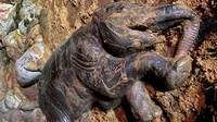 Bangkai gajah dan bayi gajah dikuburkan di lokasi dengan bantuan alat berat.