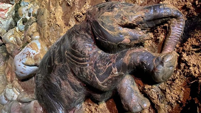 Sedih! Gajah Hamil Tua Mati Dalam Hutan Akasia di Riau Seekor gajah betina berusia 25 tahun ditemukan mati di dalam kawasan konsesi PT Riau Abadi di Bengkalis, Riau. Gajah itu mati dalam kondisi hamil dan bakal segera melahirkan.