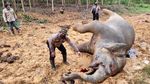 So Sad... Gajah di Riau Ini Mati Dalam Kondisi Hamil