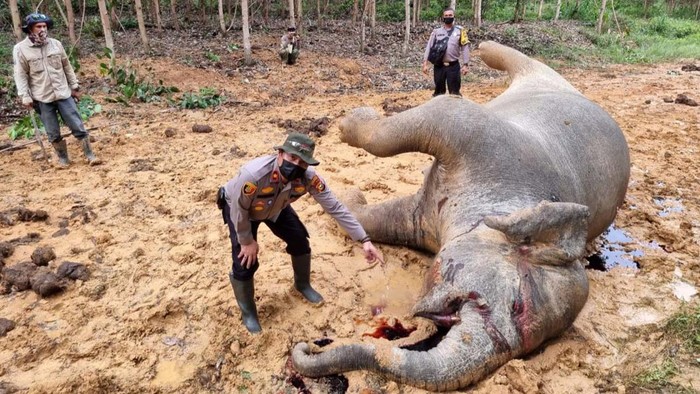 Seekor gajah betina berusia 25 tahun ditemukan mati di dalam kawasan konsesi PT Riau Abadi di Bengkalis, Riau. Gajah itu mati dalam kondisi hamil dan bakal segera melahirkan.