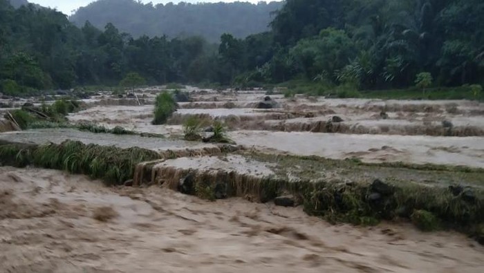 Sungai meluap membuat 6 ekor ternak warga hanyut dan sawah gagal panen (Dok. Istimewa)