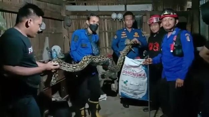 Ular sanca 5 meter di Wajo dievakuasi Damkar usai  gegerkan warga (Dok. Istimewa)