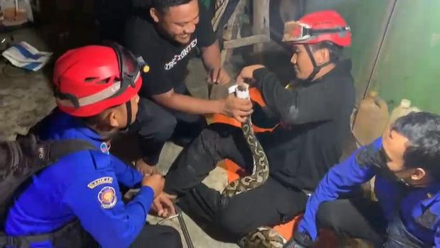 Ular sanca 5 meter di Wajo dievakuasi Damkar usai  gegerkan warga (Dok. Istimewa)