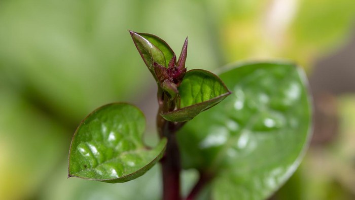 Daun Binahong atau Heartleaf maderavine madevine