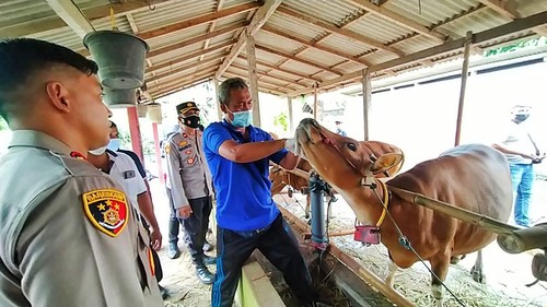 Dinas Pertanian Pangan dan Polres Jembrana pantau hewan di peternakan Desa Baluk Negara, Kecamatan Negara, Jembrana, Jumat (27/5/2022)