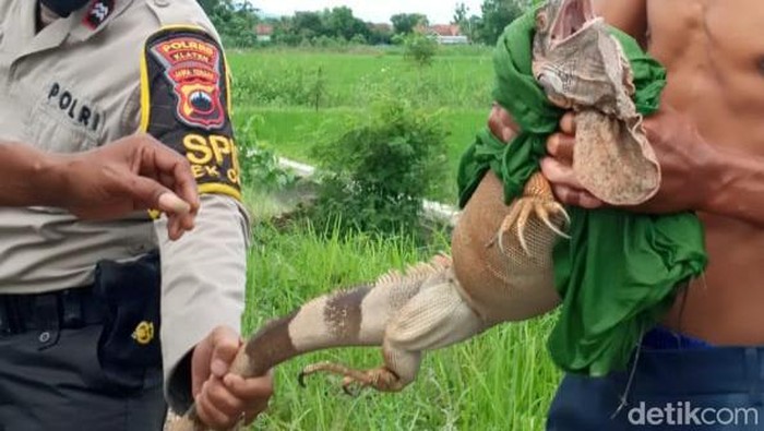 Iguana sepanjang 1 meter yang ditangkap di Klaten, Jumat (27/5/2022).