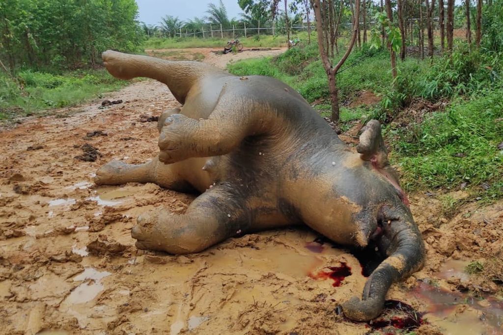 Dalam foto yang dirilis oleh Badan Konservasi Alam (BKSDA) Indonesia, bangkai gajah Sumatera yang hamil, diduga mati karena keracunan, tergeletak di tanah dekat perkebunan kelapa sawit di Bengkalis, provinsi Riau, Indonesia pada 25 Mei , 2022. Pihak berwenang setempat masih menyelidiki penyebab kematian gajah yang terancam punah dan bayinya yang belum lahir. (BKSDA melalui AP)