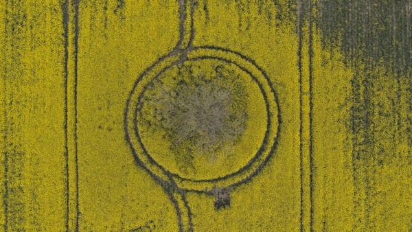 Foto udara memperlihatkan sebuah ladang ala crop circle di kawasan Romney. (Dan Kitwood/Getty Images).