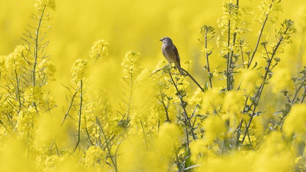 Seekor burung linnet hinggap di sebuah ladang di kawasan Dungeness. (Dan Kitwood/Getty Images).