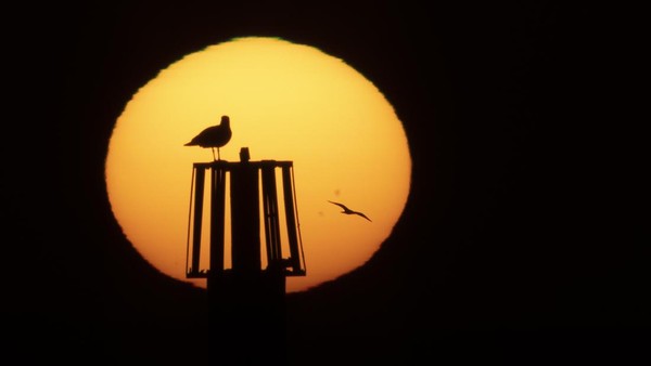 Seekor burung camar tampak berada di dalam matahari terbit di kawasan Dover, Inggris. (Dan Kitwood/Getty Images).