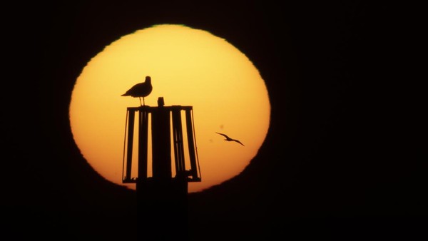 Seekor burung camar tampak berada di dalam matahari terbit di kawasan Dover, Inggris. (Dan Kitwood/Getty Images). Seekor burung camar tampak berada di dalam matahari terbit di kawasan Dover, Inggris. (Dan Kitwood/Getty Images).