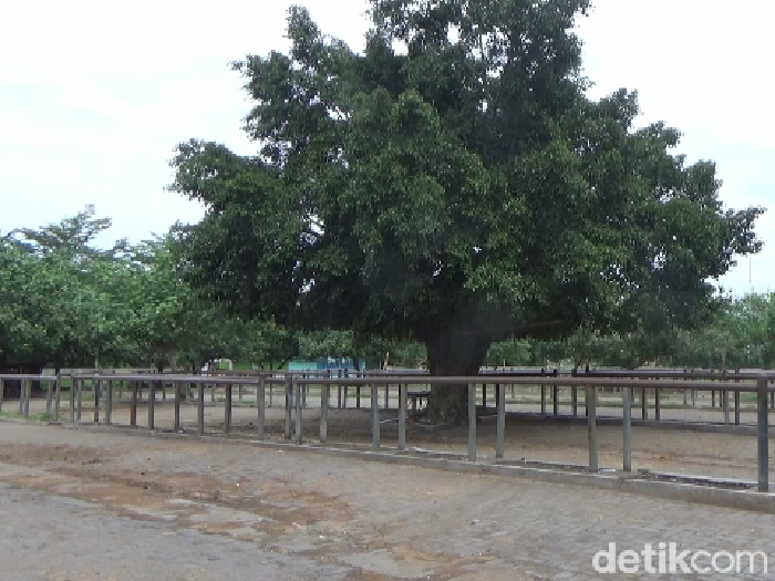 Pasar hewan di Lumajang tutup sementara cegah penyebaran PMK
