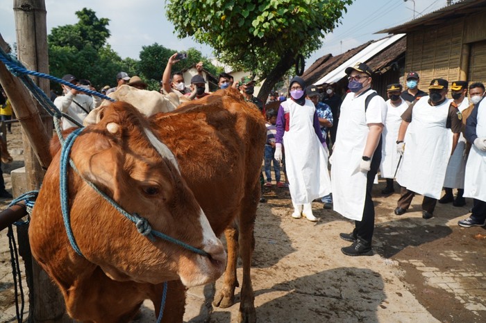 Pemkab Kediri Tanggulangi Wabah PMK