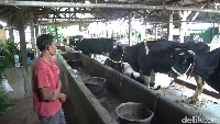 Sapi di Lumajang terjangkit wabah PMK/Foto: Nurhadi Wicaksono/detikJatim