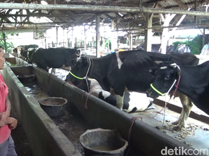 743 Sapi Perah di Lumajang Terpapar PMK, Produksi Susu Turun 25%