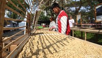 Sesuai instruksi DPP PDIP, festival ini dilaksanakan dengan berbagai kegiatan. Termasuk gelar sulang kopi terbanyak yang akan menjadi rekor MURI. Ada juga kegiatan Pameran oleh sejumlah barista, workshop, pasar lelang biji kopi, mini museum kopi, dan pertunjukan seni budaya dan penampilan artis Tanah Air.