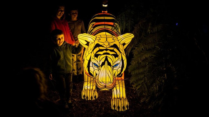 SYDNEY, AUSTRALIA - MAY 27: Children pose for a photo with a tiger lantern at Taronga Zoo for the beginning of the Vivid Sydney festival on May 27, 2022 in Sydney, Australia. Vivid Sydney is an annual festival of light, music and ideas, celebrating its 12th year in 2022. Vivid Sydney runs from 27 May to 18 June 2022. (Photo by Jenny Evans/Getty Images)