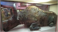 Di tahun 1979, ada mumi atau bangkai bison yang masih utuh ditemukan di Alaska. Para peneliti memutuskan untuk mengambil beberapa bagian daging bison berusia 36.000 tahun itu sebagai sup perayaan. Foto: Site News/Pool