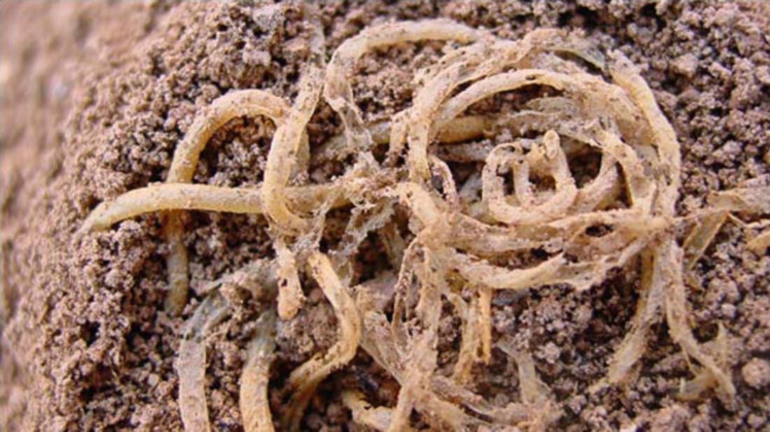 Ditemukan di Dalam Makam Kuno, 10 Makanan di Dunia Ini Berusia Ribuan Tahun