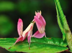 Tanpa Photoshop, Foto Hewan Warna Warni Ini Asli Mengagumkan