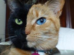 Tanpa Photoshop, Foto Hewan Warna Warni Ini Asli Mengagumkan