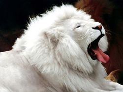 Tanpa Photoshop, Foto Hewan Warna Warni Ini Asli Mengagumkan