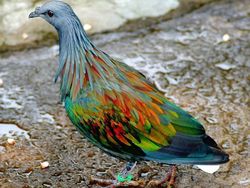 Tanpa Photoshop, Foto Hewan Warna Warni Ini Asli Mengagumkan