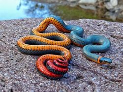 Tanpa Photoshop, Foto Hewan Warna Warni Ini Asli Mengagumkan