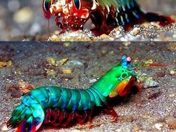 Tanpa Photoshop, Foto Hewan Warna Warni Ini Asli Mengagumkan