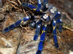 Tanpa Photoshop, Foto Hewan Warna Warni Ini Asli Mengagumkan