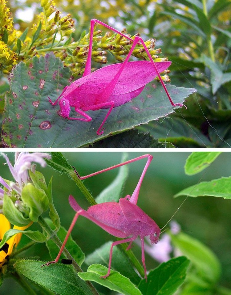 Fotoinet Tanpa Editan Photoshop, Foto Hewan Warna Wani Unik Ini Asli Fotoinet Tanpa Editan Photoshop, Foto Hewan Warna Wani Unik Ini Asli