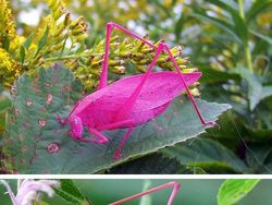 Tanpa Photoshop, Foto Hewan Warna Warni Ini Asli Mengagumkan