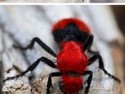 Tanpa Photoshop, Foto Hewan Warna Warni Ini Asli Mengagumkan