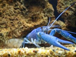 Tanpa Photoshop, Foto Hewan Warna Warni Ini Asli Mengagumkan